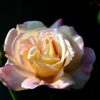 Blog Post Photo, Blooming Peace Rose