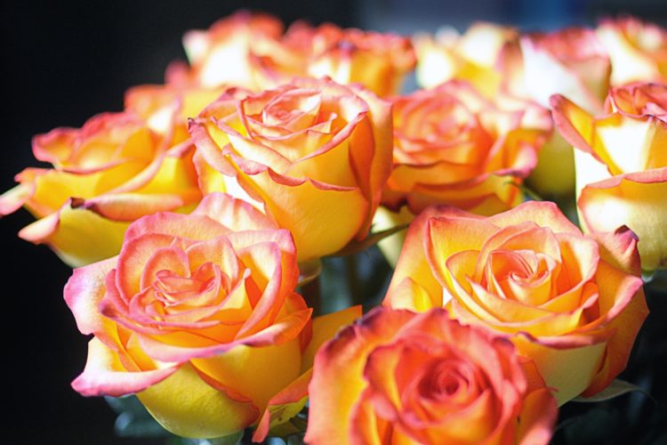 Blog Post Photo, Yellow and Pink Rose Bouquet