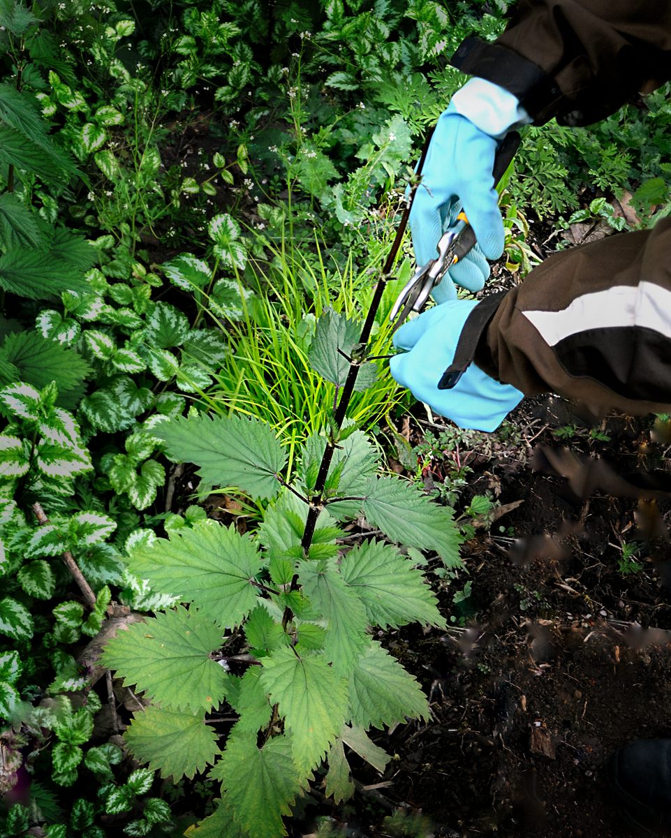 Frittata With Stinging Nettles and Onion – Oracibo