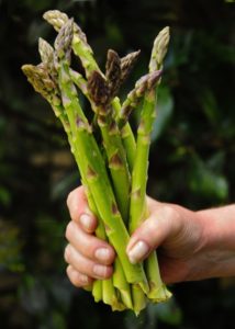 Handful of Local Asparagus