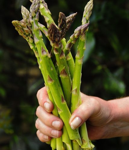 Handful of Local Asparagus