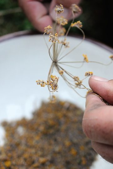 Picking Dried Herbs off Stems