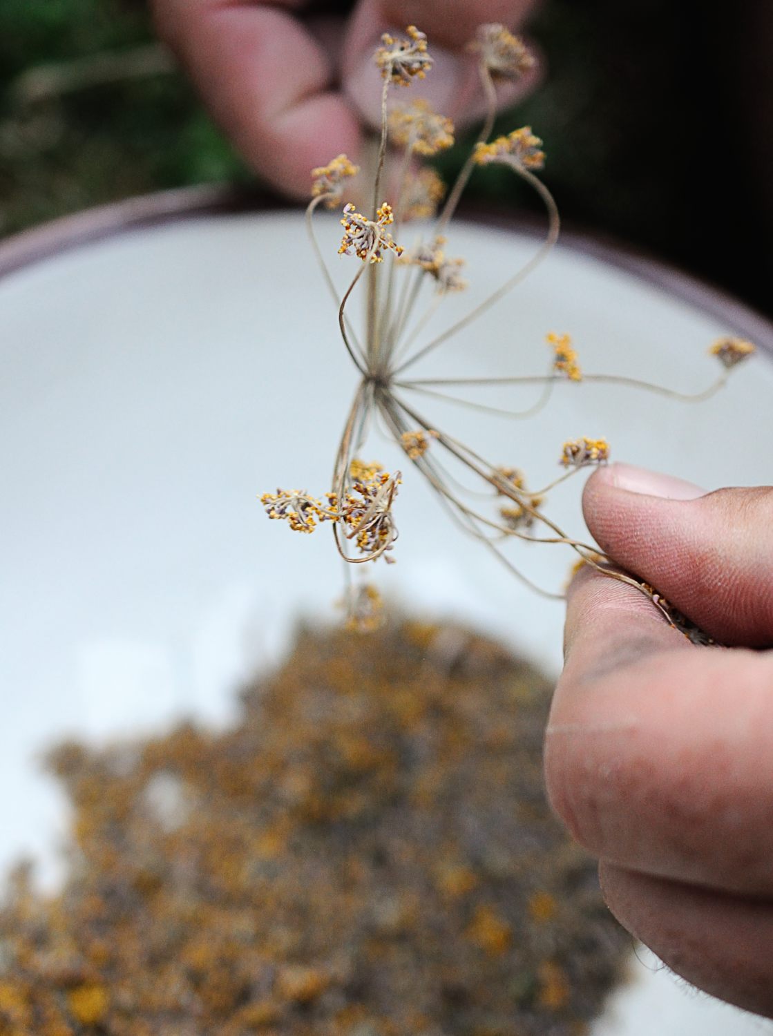 Chinese Five-Spice Powder – Oracibo