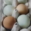 Coloured Eggs, Good Things to Know