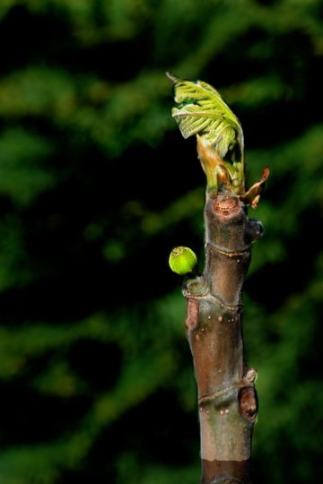 Blog Post Photo, Baby Fig Tree