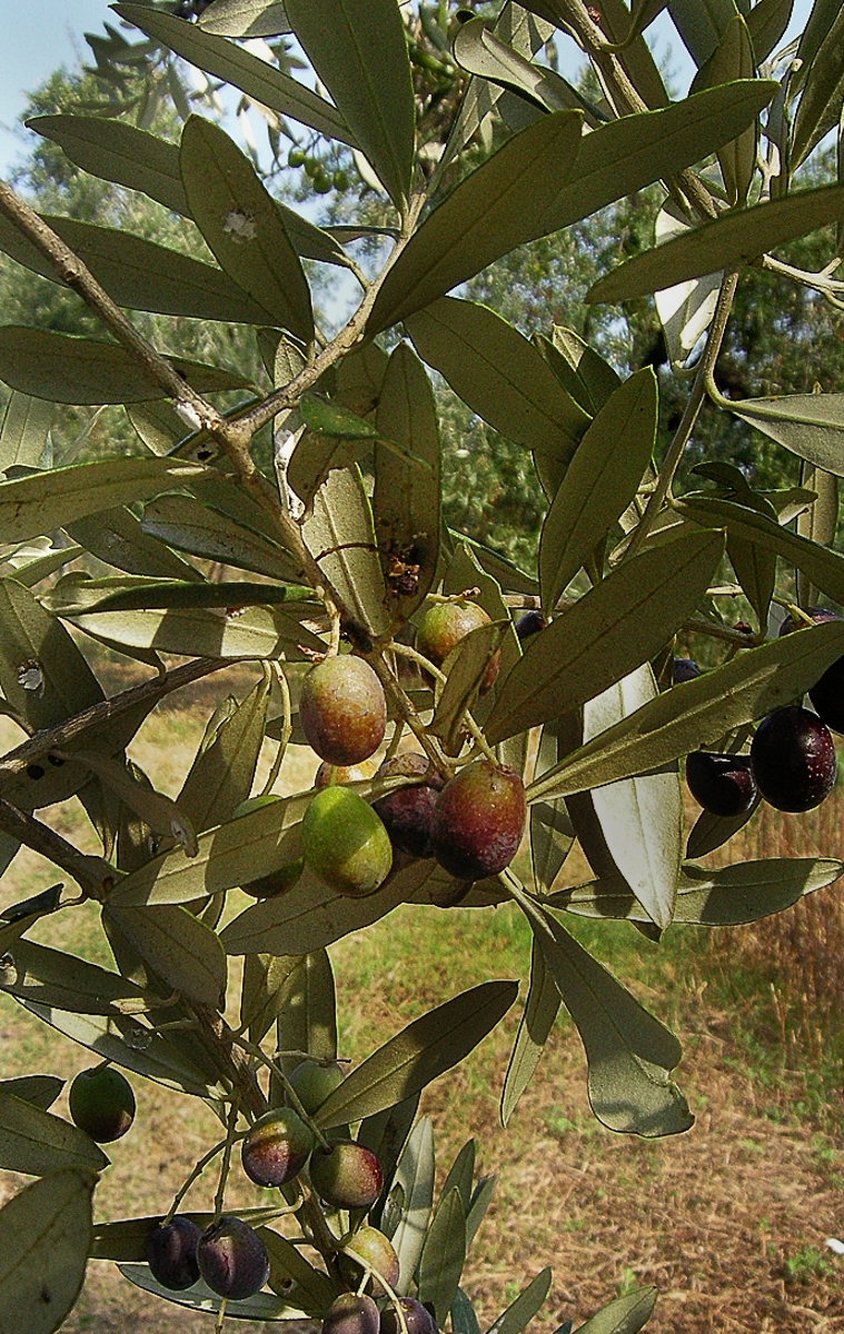 Blog Post Photo, Olives on Tree