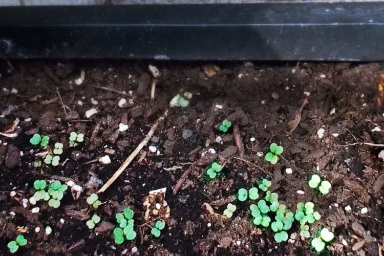 Blog Post Photo, Herbs Sprouting