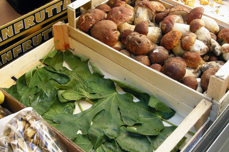 Blog Post Photo, Fig Leaves, Porcini, Italy