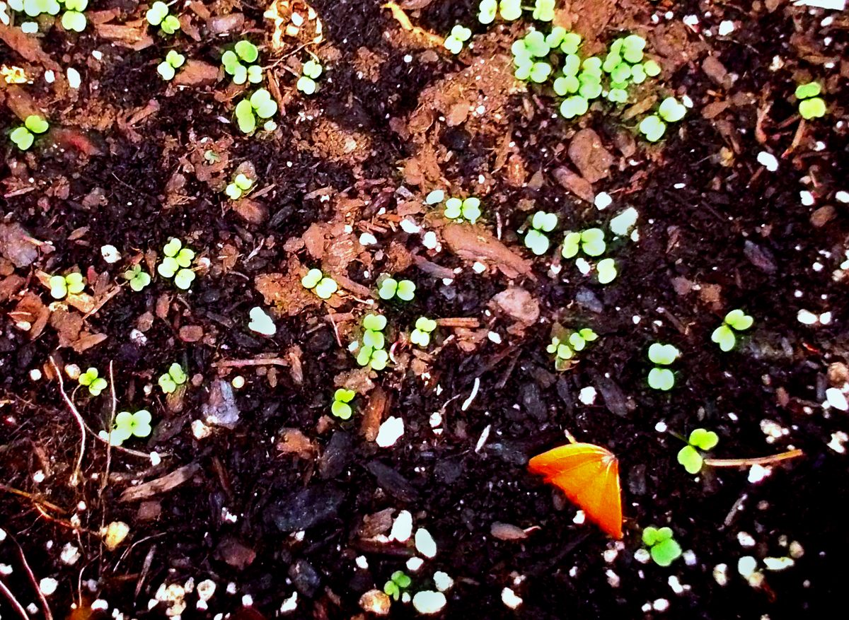 Blog Post Photo on Gardening, Seedlings