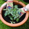 Blog Post Photo, Planting Tomatoes