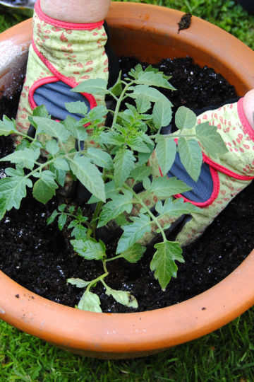 Blog Post Photo, Planting Tomatoes