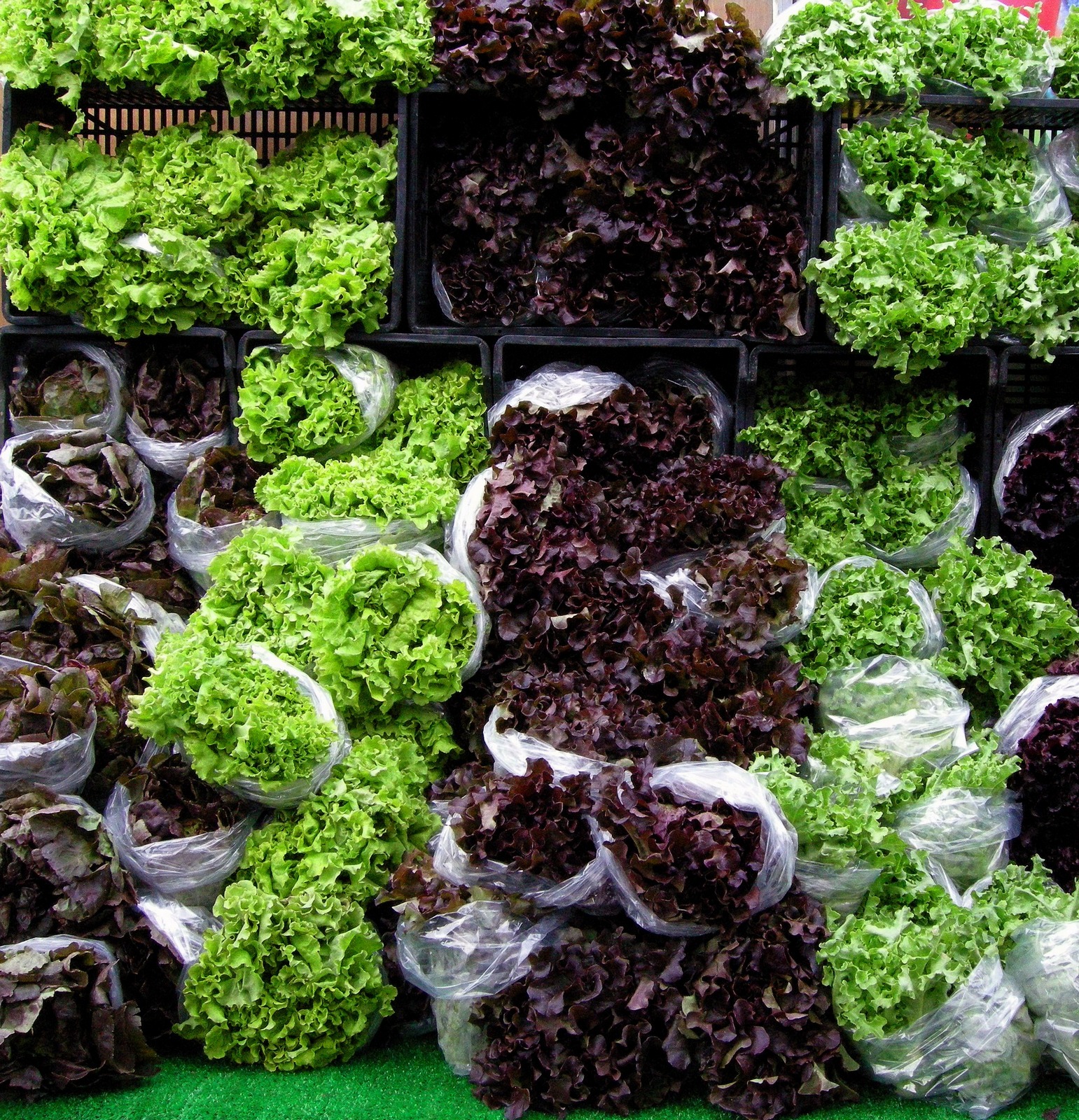 Blog Post Photo of Lettuce Display Trout Lake Farmers Market. Also Used in Chicken, Brie, Mandarin Salad