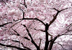 Blog Post Photo, Cherry Tree in Bloom