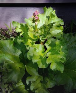 Blog Post Photo, Ramps & Rhubarb, Spring