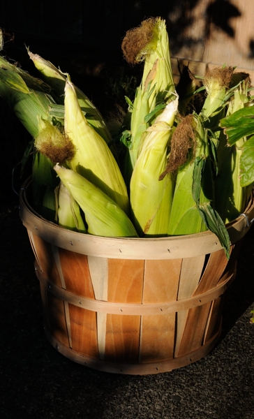 Corn On The Cob Butters – Oracibo