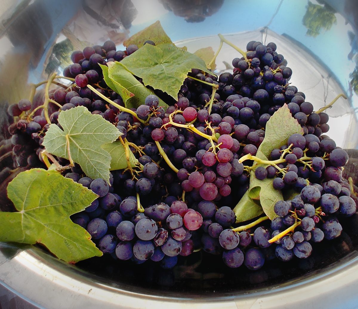 Metal Platter Filled with Local Purple Grapes & Leaves
