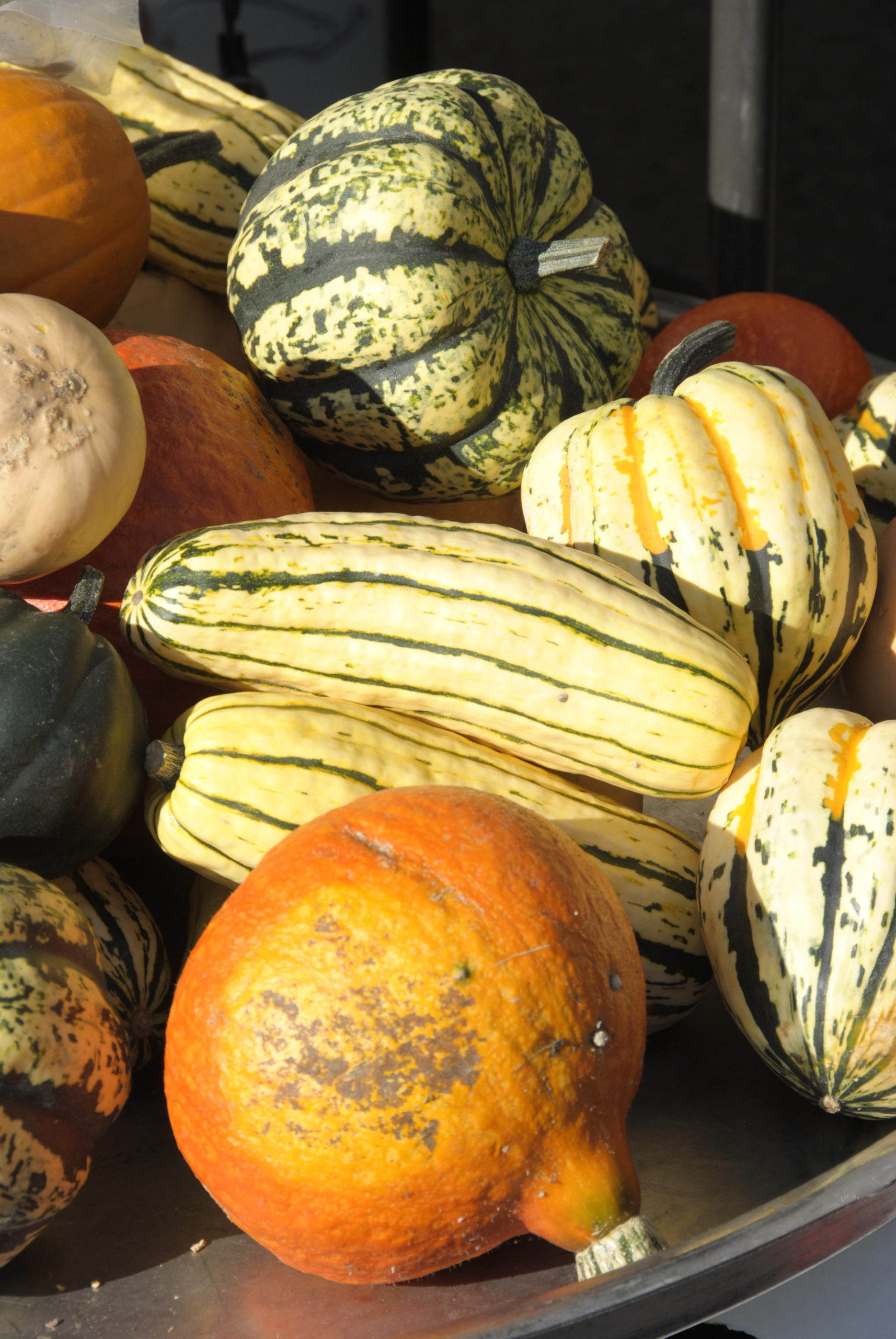 Butternut Squash Gratin with Goat Cheese and Hazelnuts – Oracibo
